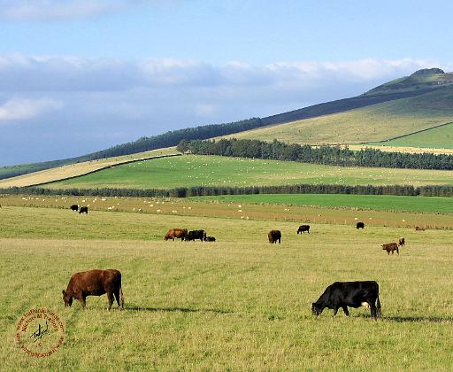 Scottish Borders 9A73D-19.JPG